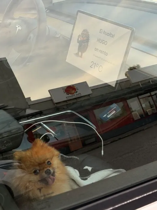 A pomeranian sitting in a parked Tesla, with a note in the windscreen saying the air conditioning is on and it is 21 degrees.